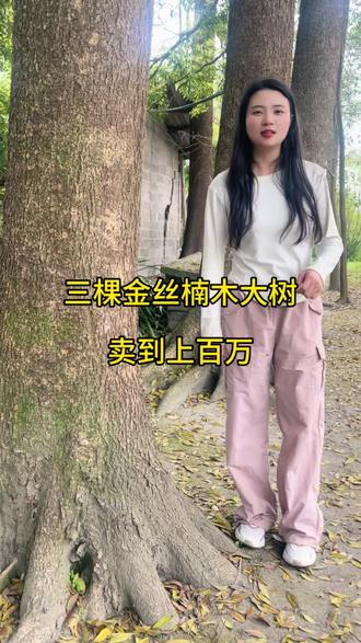 这棵金丝楠木树是家底,多少钱才能换走的念想#三农 #三农流量扶持计划 #金丝楠木 #金丝楠木树苗 #绿植