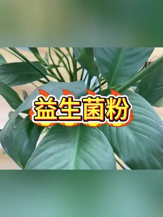 #益生菌#益生菌推荐#固体饮料