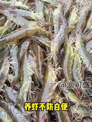 #白便消 专门针对白便,定期拌料#水产养殖 #南美白对虾 #养虾人 #渔可盛