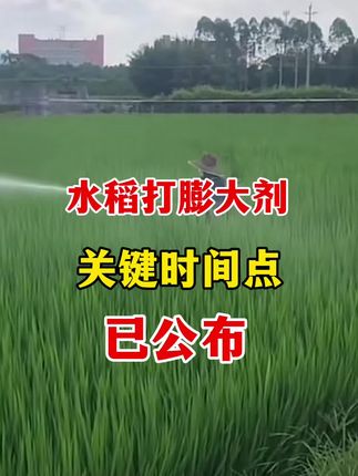 水稻打膨大剂就认准2点 #水稻种植 #水稻膨大剂 #苄氨烷醇 #农业种植 #水稻膨大素