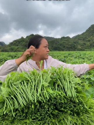 #龙须菜 #佛手瓜苗 #农家新鲜蔬菜 #快来一起尝个鲜 #农民种地不容易啊