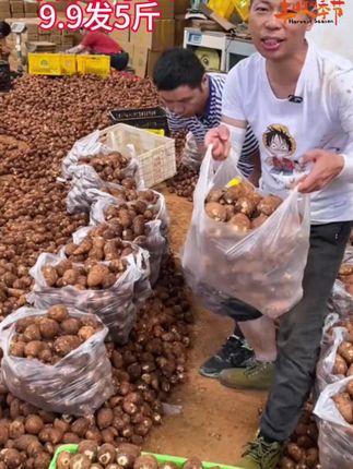 快来抢牛奶小芋头,产地做活动!9.9就发五斤! 有货就赶紧囤!#牛奶小芋头 #牛奶芋头#奶油芋头#高山芋头#芋头