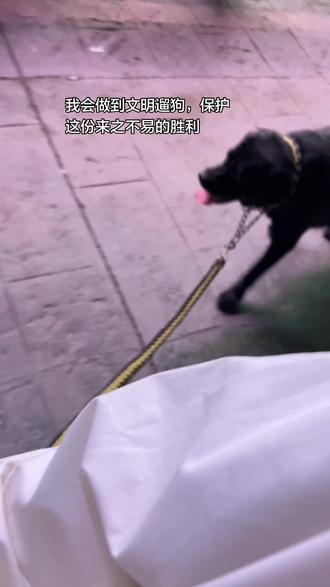 从0到1很难,谢谢你为所有养宠人铺的路,papi在天上骄傲着看着妈妈打了胜仗#西高地papi #动物保护 #动物保护法立法 #遛狗牵绳 #西高地papi审判结果