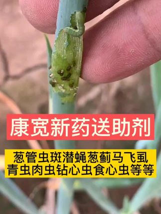 一遍打掉大葱葱管虫,葱蓟马,康宽新药轻松解决#大葱葱管虫 #大葱干尖黄叶 #葱蓟马 #杀虫剂
