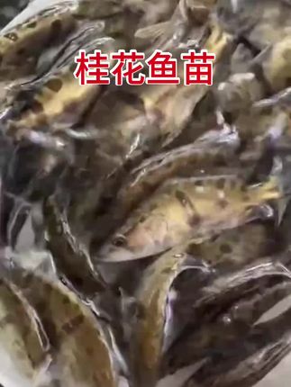这种喜欢吃小杂鱼虾的鱼你见过吗?鳜鱼,也叫桂花鱼,季鱼,桂鱼,这是一种南北方可以生长的鱼类,他主要吃小杂鱼虾,生长速度快,养殖周期短,正常4-5个月就可以出塘#鳜鱼苗#水产养殖 #新农人计划 #鱼苗 #水产人