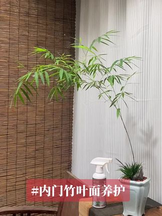 #内门竹叶面养护 #竹子叶面营养液 #免稀释营养液 经常给竹子叶面喷点营养液,这样叶面才会好看,用这种免稀释型的简单方便#内门竹养护