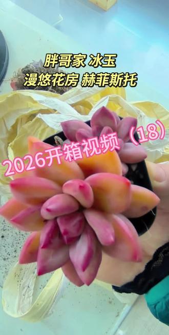 出来之前把年前所有开箱包裹都剪好了! 这两个真的非常满意,看后期嗯状态吧!#多肉植物 #日常vlog #真实生活分享计划 #原创视频 #抖音二创激励计划