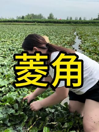 水里泥里讨生活,现摘的菱角,嫩菱角脆嫩清甜,老菱角粉粉糯糯,,喜欢吃的老乡可以带一单 ,#快来一起尝个鲜 #农村田间地头 #我为家乡农产品代言 #三农