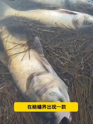鲢鳙爆护饵料,钓鱼王特雾鲢,价格实惠,性价比超高,推荐使用#浮钓鲢鳙 #钓鱼人