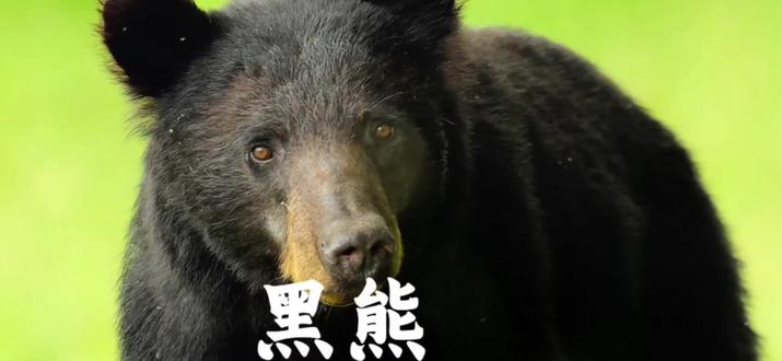 黑熊妈妈带娃抢樱桃:谁敢动我孩子,跟他拼命!
#黑熊妈妈护崽 #大雾山野黑樱桃 #增重过冬 #动物界的母爱 #国家公园奇遇