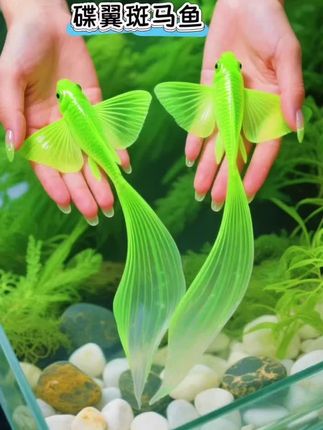 梦幻降临!蝶翼斑马鱼游入你的鱼缸 各位养鱼达人注意啦!蝶翼斑马鱼仿佛是从梦幻仙境中款款游出的精灵,浑身散发着如梦似幻的仙气,好似自带一层空灵的滤镜。瞧它那尾鳍,轻柔得如同随风飘舞的丝带,当它在鱼缸中悠然穿梭游动时,刹那间营造出一种美到极致的氛围,每一个细微的姿态都仿佛有着魔力,令人深深着迷。   这样灵动的一抹色彩,无疑是鱼缸的绝妙点缀。热爱养鱼的你,千万不要错过!把蝶翼斑马鱼带回家,让它为你的鱼缸注入别样的生机,增添独一无二的魅力,开启一场奇妙的水族梦幻之旅! #蝶翼斑马鱼 #观赏鱼 #养鱼日记 #鱼缸里的大自然 #鱼缸