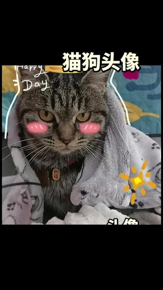 #小鹿犬 狸花猫奶牛猫