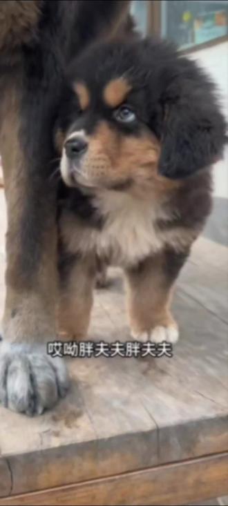 沉浸式收看胖夫夫会面胖宝宝,豆豆#骏优 #胖宝宝 #豆豆 #胖夫夫 #@骏良