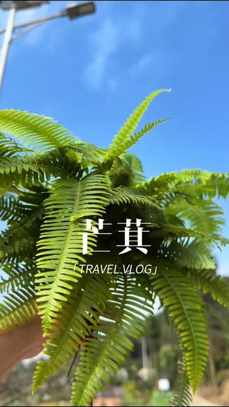 这种酷似蜈蚣的植物,就是大名鼎鼎的芒萁了。你还认识吗。#芒萁 #植物科普 #涨知识 #内容启发搜索 #强烈推荐 @抖音小助手