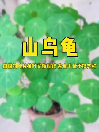 #盆栽#好物推荐