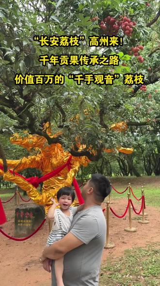 “长安荔枝”高州来!
千年贡果传承之路
价值百万的“千手观音”荔枝#满山遍野的荔枝 #贡园 #贡园荔枝 #荔枝采摘季 #长安荔枝 @90后乡村夫妇自家农特产 @凤雏公主日常