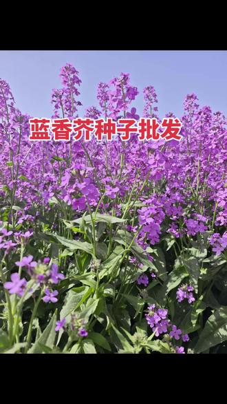 一、蓝香芥种子别名
• 正名:欧亚香花芥(Hesperis matronalis)
• 常用别名:蓝香芥、兰香芥、紫花南芥
• 商品名/俗称:蓝色油菜花、野福禄考(野福禄栲)
• 英文名:Dames Rocket
二、种植好处(核心亮点)
1. 观赏价值高(花海爆款)
• 花色独特:少见的蓝紫色/淡紫,比二月兰更深、更亮眼。
• 花期长:4–7月,长达3–4个月,景观期远超薰衣草。
• 花量大、整齐:株高40–60cm,成片种植像“蓝色海洋”,花海效果震撼。
• 香气迷人:傍晚丁香般浓香,庭院/公园氛围感强。
2. 适应性强、好种易活
• 耐寒耐旱:-15℃可越冬,南北皆宜(长江流域、黄河流域、南方冬暖区)。
• 耐贫瘠:对土壤要求不高,排水好即可,路边、边坡、荒地都能长。
• 自播能力强:种一次,年年自生自长,不用重复播种,省心省力。
• 病虫害少:几乎无严重病虫,粗放管理就能开爆。
3. 园林&经济用途广
• 花海/花境:大面积花海、道路边坡、庭院、花境镶边,低成本出大效果。
• 蜜源植物:吸引蜜蜂蝴蝶,助力生态,适合果园/生态园间种。
• 药用:叶与种子可入药,利尿、发汗。
• 牧场植物:可作优质牧草,牛羊爱吃。
4. 成本低、收益高
• 种子便宜:约500粒/克,播种量4–6g/㎡,一亩成本几十元。
• 多年生:一次播种,多年观赏+收益,性价比极高。
要不要我把蓝香芥和大滨菊的别名、花期、种植要点整理成一页对照清单,方便你拿货和搭配种植?