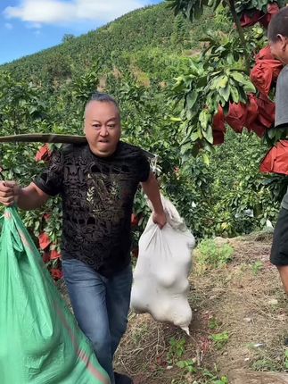 努力不一定有收获,但是不努力就一定没有收获!#抖音助农 #优质农产品 #新鲜采摘 #平和琯溪蜜柚