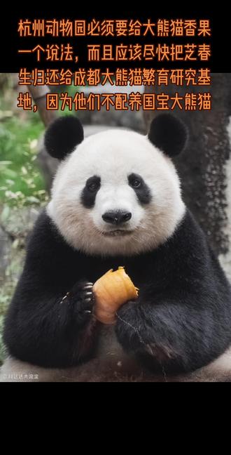 #热门 大熊猫香果到现在吉凶未卜,不知牵动了多少姨姨、舅舅们的那颗将要破碎的心,甚至有的姨姨的眼泪都快流干了。所以恳请杭州动物园放过大熊猫芝春生吧,让它趁现在还健康的时候,尽快归还给成都大熊猫繁育研究基地吧#大熊猫香果 #大熊猫春生 #国宝熊猫 #成都大熊猫繁育研究基地