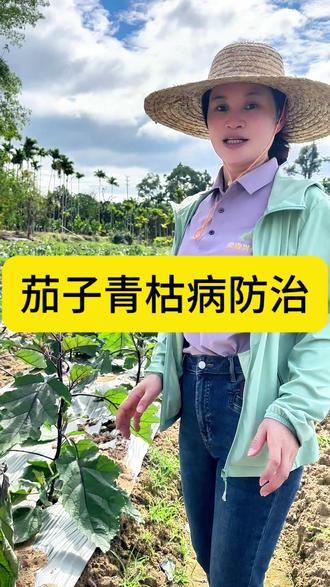 茄子青枯病防大于治#三农 #农村 #茄子 #抖音助农 #服务三农支持三农