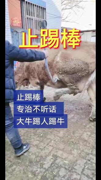 #养牛人 #止踢棒 大牛不老实 不让#牛犊 吃奶 都可以用#农村养牛 #养殖场专用