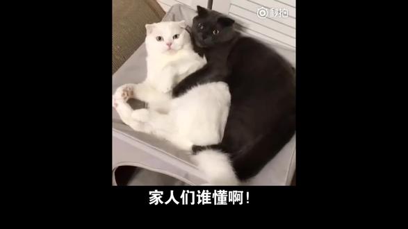 家人们谁懂啊!全运会泳池惊现“天选之女”,13岁小将竟把尘封13年的亚洲纪录给破了?这场面直接让解说当场嘶吼“我的妈呀”,热搜直接爆到服务器冒烟!
这波爆火绝不是偶然!首先是神仙剧本拉满,13岁的于子迪挑战卫冕冠军余依婷,从蝶泳第四到仰泳追平,蛙泳反超再到自由泳冲刺锁定胜局,全程跌宕起伏堪比爽文。更震撼的是,她打破的是叶诗文2012年创下的传奇纪录,13岁的年龄还刷新了最年轻亚洲纪录保持者的纪录。其次是天才成长路太吸睛,6岁戏水结缘游泳,六年专业训练就跻身世界顶尖,世锦赛奖牌加身还获大学保送,简直是“别人家的小孩”天花板。最戳人的是新生代的崛起力量,这个刚满13岁的“小孩姐”,用实力证明中国泳坛后继有人,让网友看到了奥运新希望。
少年强则体育强!这个泳池里的追风少女,未来会不会成为下一个泳坛传奇?快来评论区聊聊你心中的全运名场面,预测一下于子迪的奥运前景,点赞转发一起为中国小将打call!#黎舒凝 #仰卧起坐练什么 #艺考生 #游泳 #宠物狗