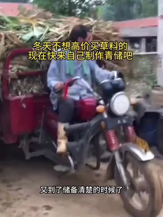 #牛羊饲草 #饲草 #养殖 #养殖户