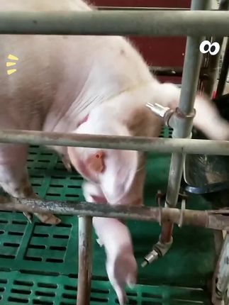 #科学养殖 #养殖人 #养殖技术 #自繁自养母猪 #三农服务