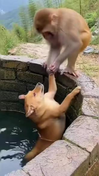 狗狗落水猴子相救,一场意外落水,一次暖心相救,原来善良不分物种,万物有灵。