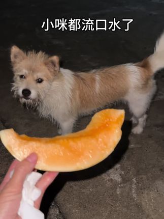 这瓜真的太好吃了 #vlog日常 #毛孩子 #民勤蜜瓜