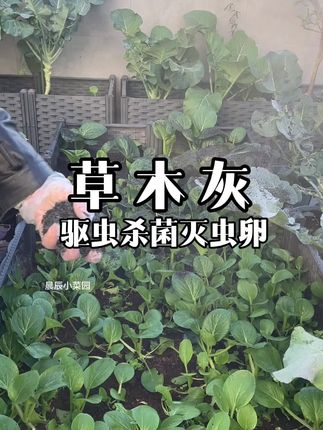 草木灰既可作为天然杀虫剂,消灭士壤中的病菌和害虫,又能作为有机肥促进蔬菜生长#我的小菜园#病虫害防治 #驱虫的妙招 #草木灰
