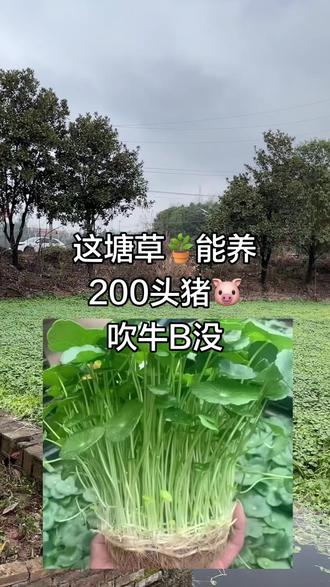 #正宗土猪肉 #我的乡村生活 #原创视频 #劳动人民 #辉哥辉嫂抗癌6年日常