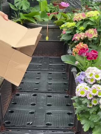 #爱生活爱养花 #爱生活爱养花🌸 #园艺 #绿植园艺 #园艺绿植