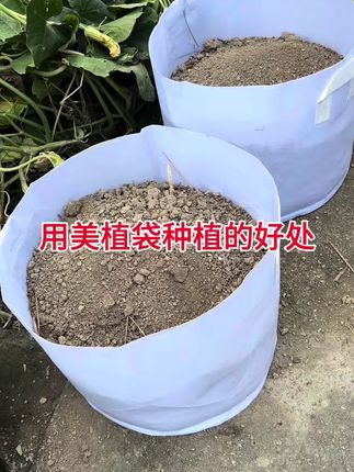 美植袋真的是咱们缺点钱的种植人的香饽饽,物美价廉,皮实耐用,透气不闷根,太划算了,秋播推荐你也试试吧#美植袋#家庭种植 #秋播