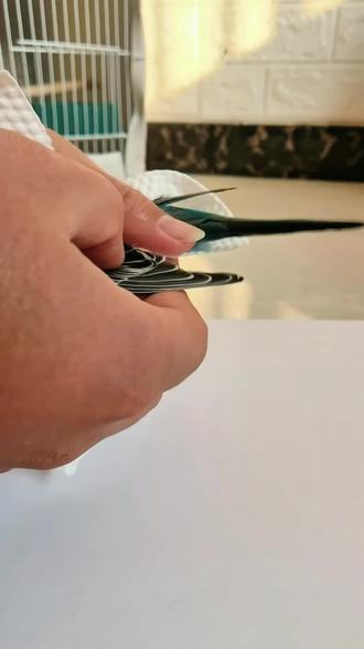 #创作者中心 #创作灵感 #原创视频 #鹦鹉🦜 #手工diy 蓝莓布丁剪飞羽了