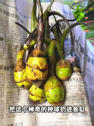 把这颗神奇茨菇种球丢进鱼缸,新手养鱼想养死都难!养鱼老手私藏的水质稳定剂,水培还好看~ #茨菇 #水培植物 #新手养鱼#种植小技巧