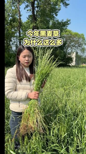今年多花黑麦草为什么这么多#多花黑麦草 #抖音助农
