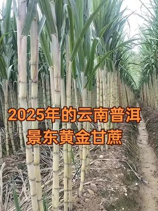 2025年普洱景东黄金甘蔗 #甘蔗 #黄金甘蔗 #黄金甘蔗云南 #甘蔗种植 #黄金甘蔗上市了