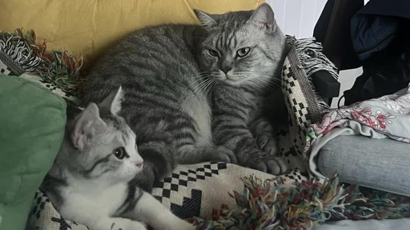 这大概就是养猫的意义吧🥰#动物的感情超乎我们的想象 #一张照片证明你的宠物被你养的很好 #盘点那些动物的搞笑视频 #萌宠出道计划 #恋人李荣浩 @抖音小助手 @DOU+小助手 @李荣浩