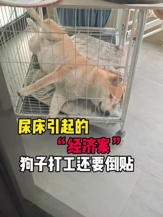 职场险恶!狗子打工首日就遭遇“栽赃陷害”#动物的迷惑行为 #栖作坚果 #栖作床垫 #家生活节