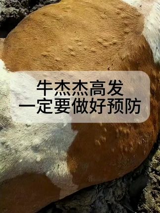 最近很多地方结节病高发,大家做好预防,双击点赞关注评论一下#泰安牛人勇哥 #抖音二创激励计划 #同城 #热门 #养牛人 @DOU+上热门 @抖音小助手 @DOU+小助手
