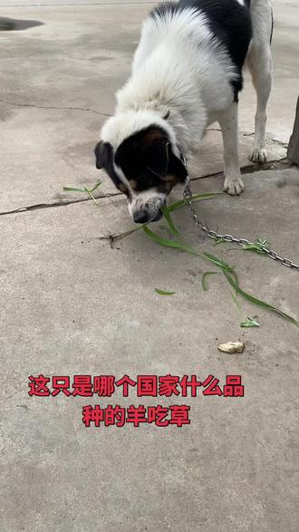 羊吃青青河边草
