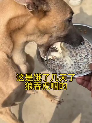 如何让狗狗狼吐虎咽#灵缇犬格力犬惠比特 #喂狗 #狗狗挑食 #养狗经验分享 #养狗人