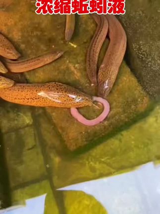 #真实户外 #抓黄鳝 #好货推荐 #蚯蚓液