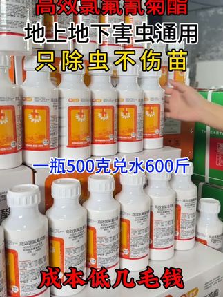 #三农 #服务三农支持三农 #抖音助农扶农 你们还在为了地里的玉米蔬菜果树水稻被害虫啃食而烦恼吗?试试我们这款新升级版高效氯氟氰菊酯功夫菊酯地上地下害虫虫卵双除#三农 #服务三农支持三农 @DOU+上热门