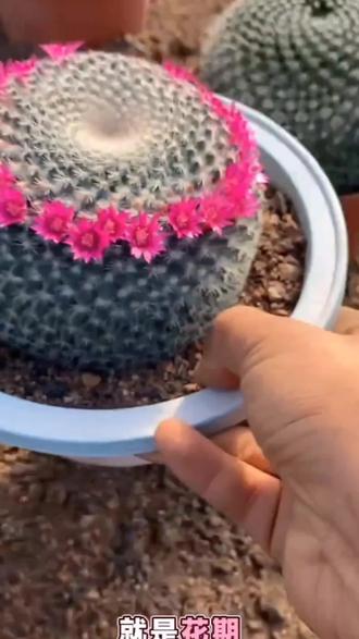 头戴花环的仙人球你见过吗?它就是玉翁仙人球,冬春或夏季球顶会开一圈小花朵,像是戴了花环,非常漂亮,圆滚滚的球体裹着细密白绒毛,又萌又可爱。皮实好养,多晒太阳少浇水,好看好养的懒人绿植。#仙人球 #爱生活爱养花 #花卉绿植 #用多肉治愈生活 #多肉植物