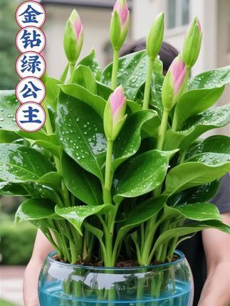 家人们,谁懂啊!这盆金钻绿公主往客厅一放,瞬间把家里的格调拉满了~,叶片油亮得像打了蜡,浓绿得能掐出汁,摆在沙发旁是天然氧吧,放书房还能缓解眼疲劳,关键是特好养,新手也能轻松hold住,浇水就能疯长,家里有它,每天回家都像闯进小森林~,现在入手还送专属花盆,摆哪儿都好看,给生活添点生机,这波真不亏~#金钻绿公主 #绿植推荐 #家居好物 #新手养花 #空气净化