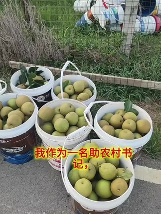 我带着乡亲们扎根田间,把新鲜的瓜果、饱满的杂粮从地头送到您手边。每颗果子都沾着晨露,每粒粮食都藏着阳光的味道,这是土地的馈赠,更是乡亲们的用心。下单就是帮衬,一口清甜里,是乡村振兴的实在劲儿,是咱们一起把日子过红火的盼头。#支书助农 #绿色食品 #我的家乡我代言 #乡村守护人 #新农人