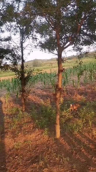 皂角刺的作用##原创视频 #农作物种植