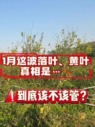 99%的果农都慌了!新会柑突然大量落叶,到底该不该管? #黄叶落叶 #干旱严重 #醒根肥 #稳果藻收#矿源